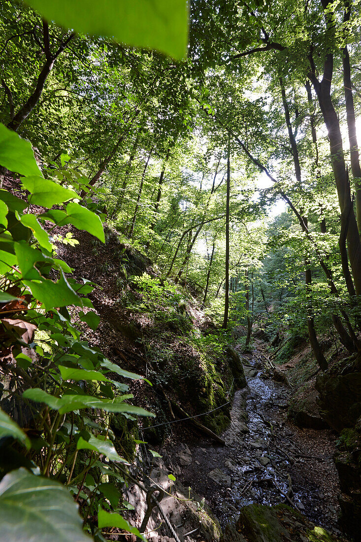 Gorge Ruppertsklamm, Lahnstein, Rhineland-Palatinate, Germany