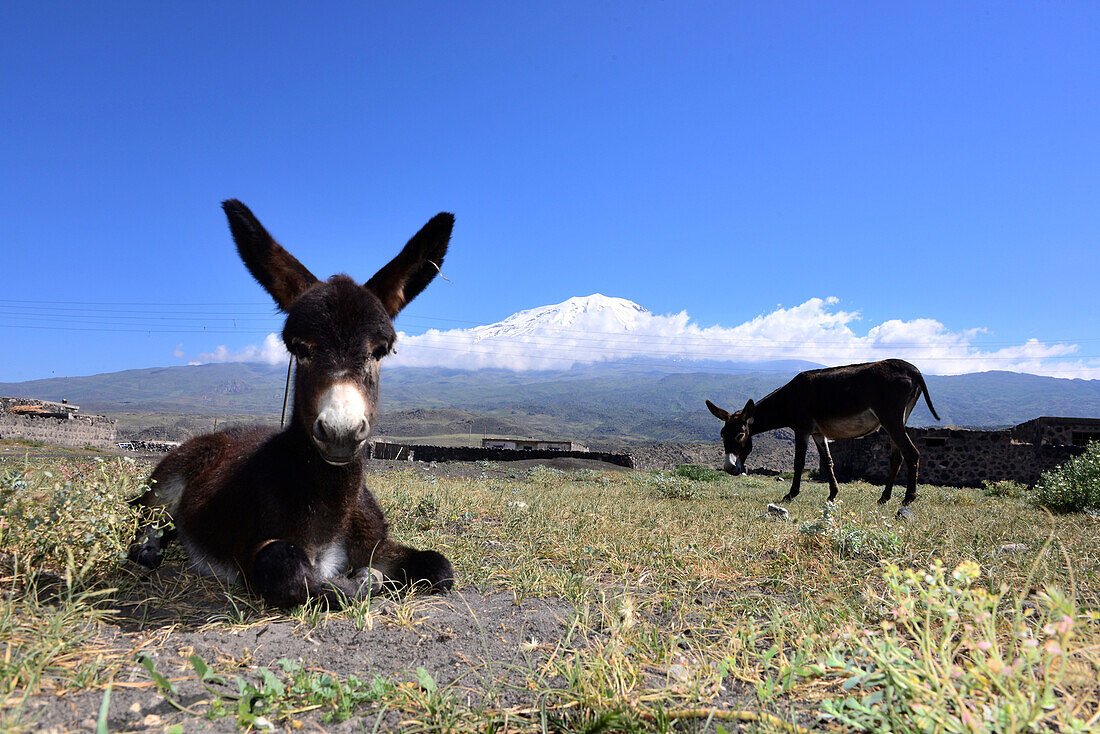 Blick zum Ararat mit Esel bei Dogubayazit, Kurdengebiet, Ost-Anatolien, Osttürkei, Türkei