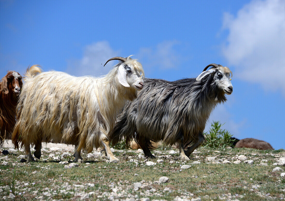 Schafe bei Dogubayazit am Ararat, Kurdengebiet, Ost-Anatolien, Osttürkei, Türkei