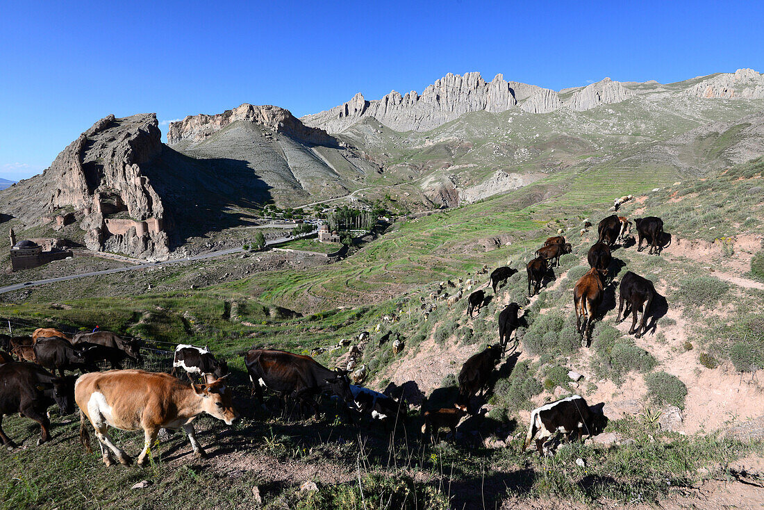 Cattle near Dogubayazit at Ararat, Kurd populated area, east Anatolia, East Turkey, Turkey