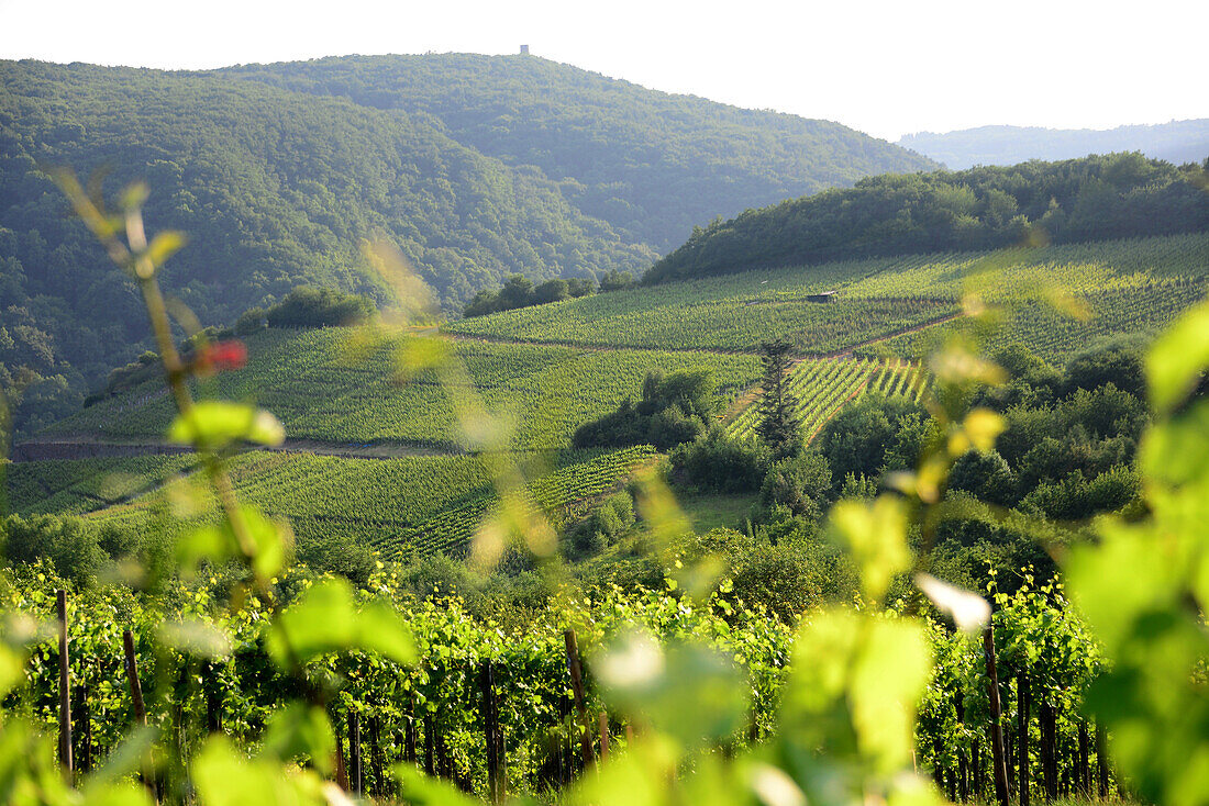 Red wine hiking trail over Marienthal in the Ahr Valley, Eifel, Rhineland-Palatinate, Germany