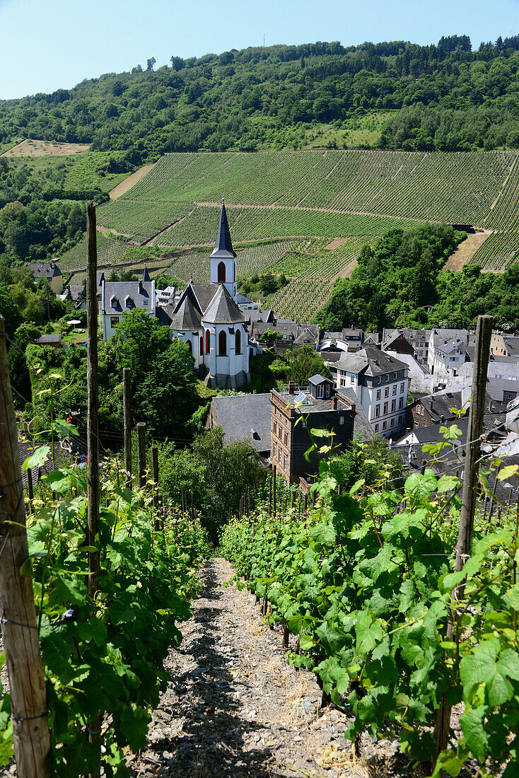 Vineyard in Traben-Trarbach on the river Mosel, Hunsruck, Rhineland-Palatinate, Germany