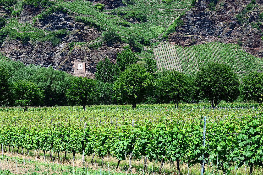 Vineyard near Urzig on the river Mosel, Hunsruck, Rhineland-Palatinate, Germany