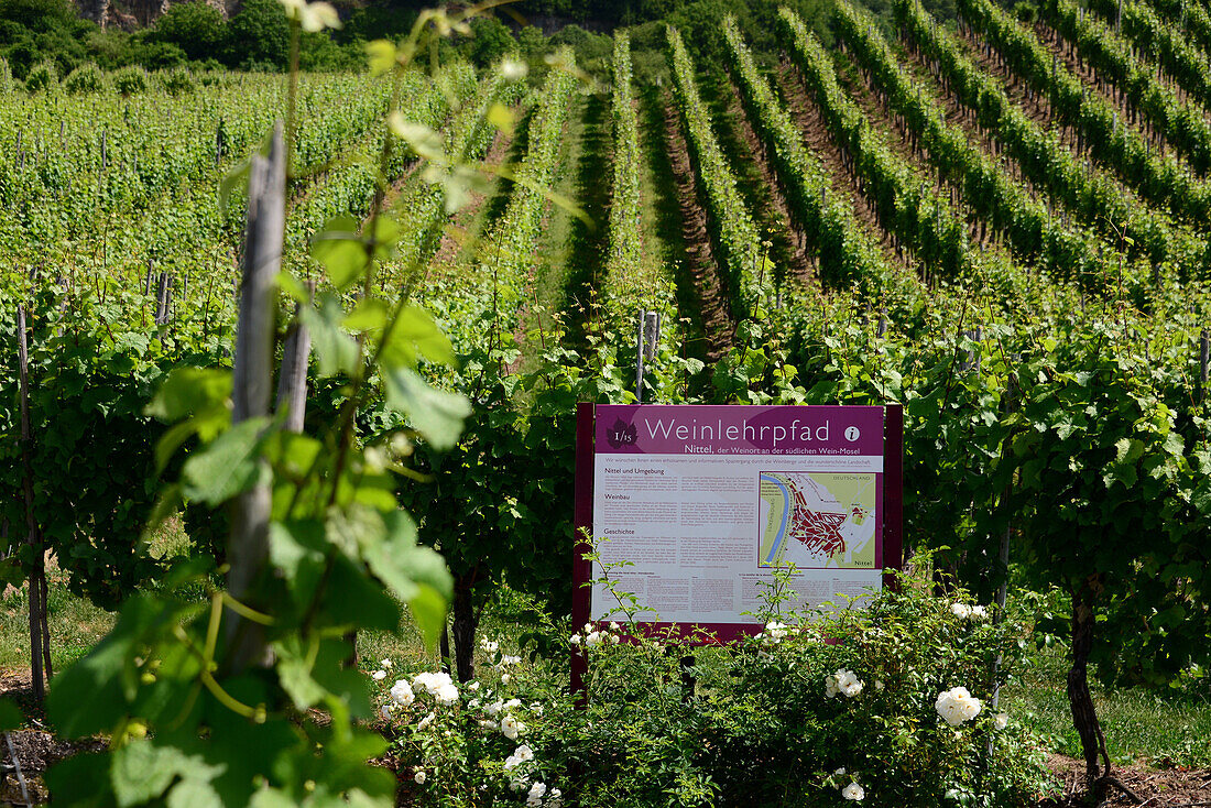 Wine educational trail near Nittel along the river Mosel, Rhineland-Palatinate, Germany