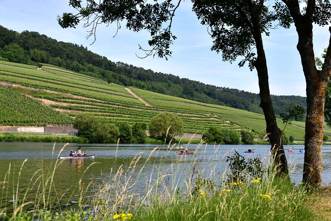 Landscape near Wincheringen on the river Mosel, Hunsruck, Rhineland-Palatinate, Germany