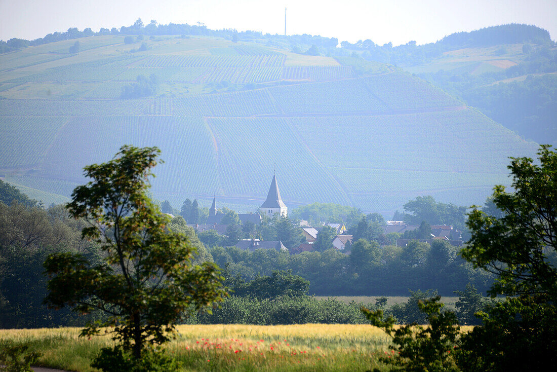 Landschaft bei Kanzem an der Saar, Mosel, Rheinland-Pfalz, Deutschland