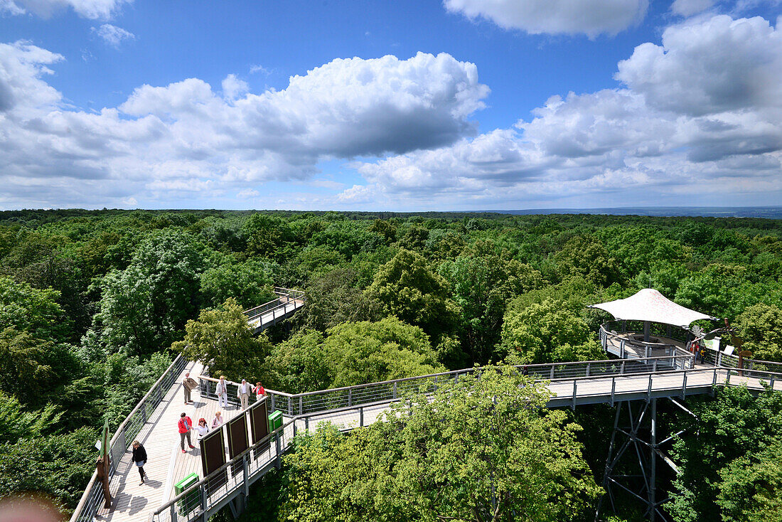 Baumkronenweg im Nationalpark Hainich, Thüringen, Deutschland