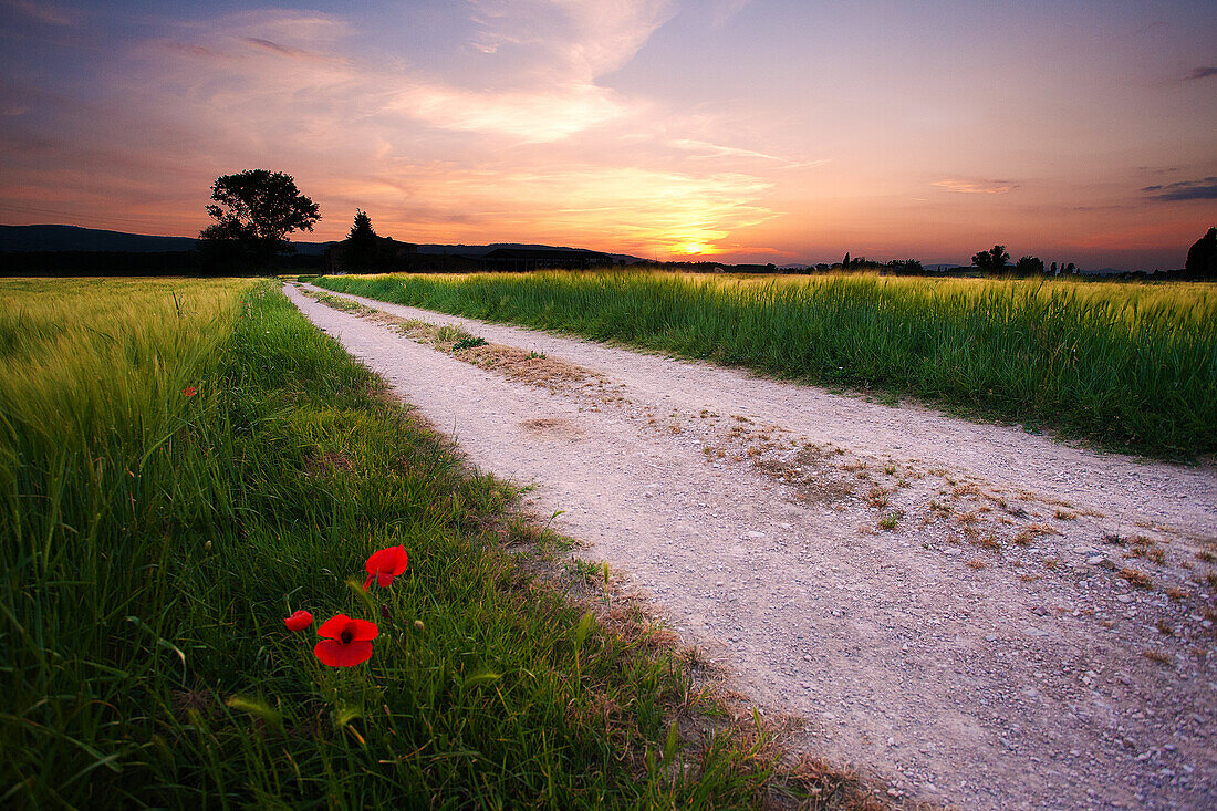 Poppies and a path between the fields, in a springtime sunset, Umbria