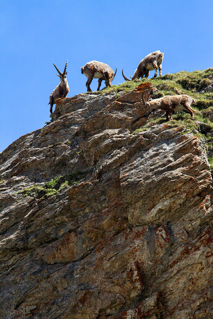 Ibex spotted in the HoheTauern National Park, Austria, Grossglockner