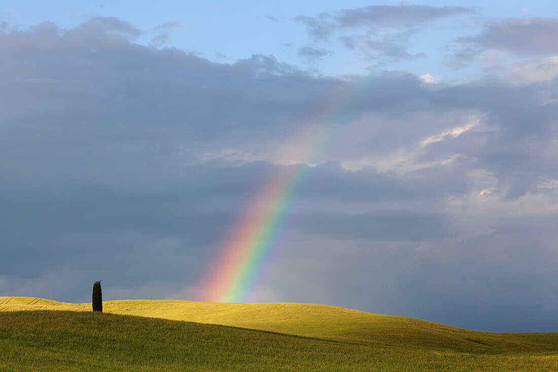 Rainbow placed between the Colli Senesi, in front of him a cypress.