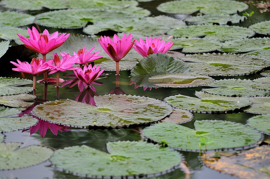 Flowers in the Ayutthaya historical park, in the waters surrounding the temples and statues of Buddha.