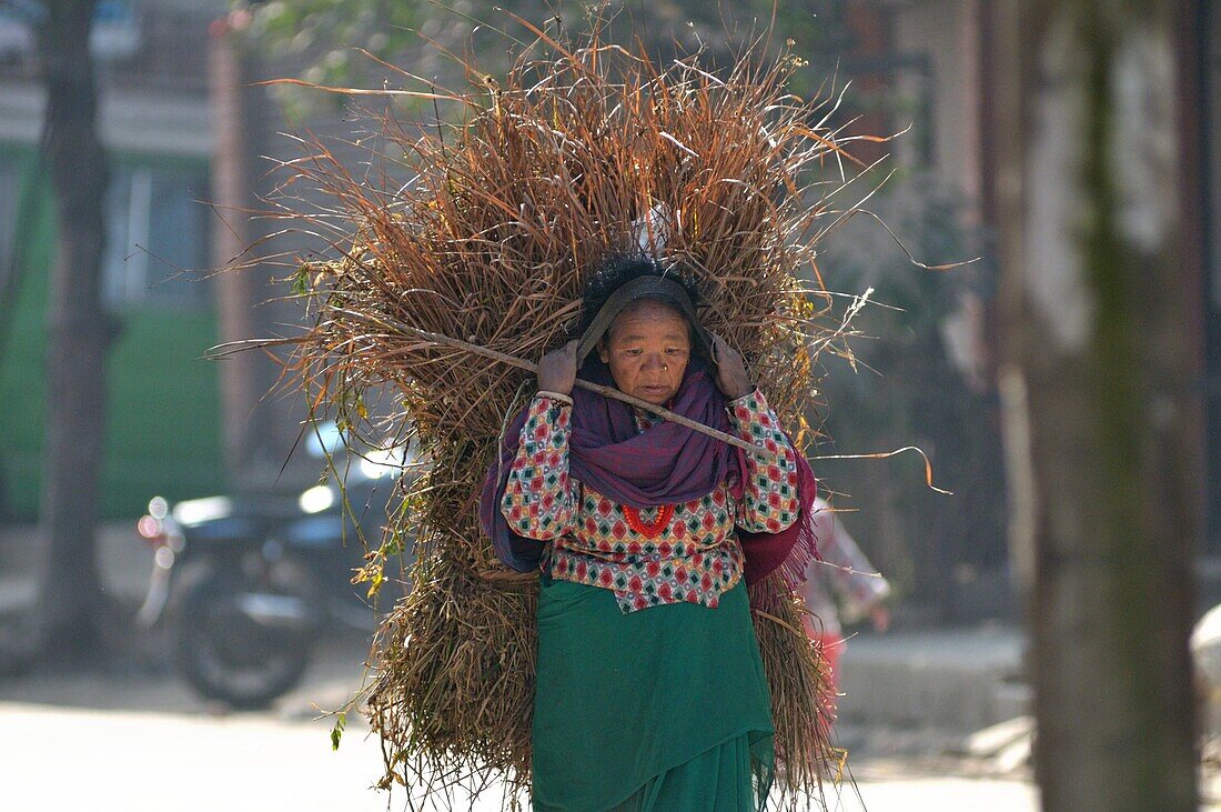 Woman carries the hay, Bhaktapur, Nepal.