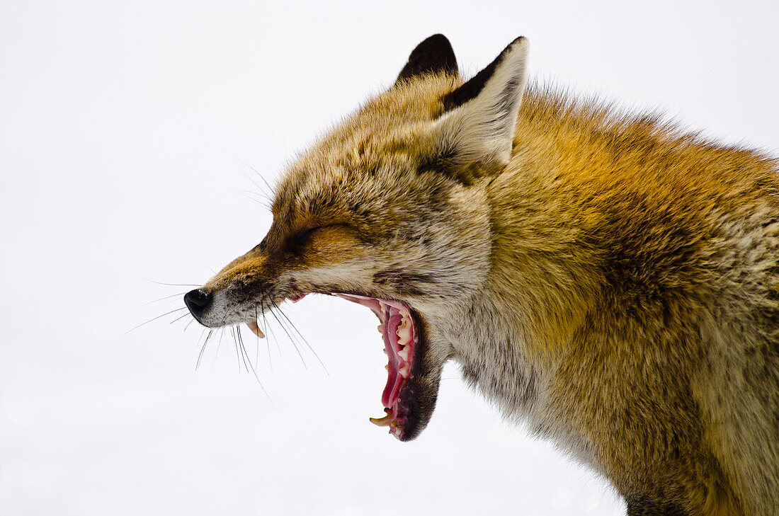 Fox yawning, Orco valley, Gran Paradiso National Park, Piedmont