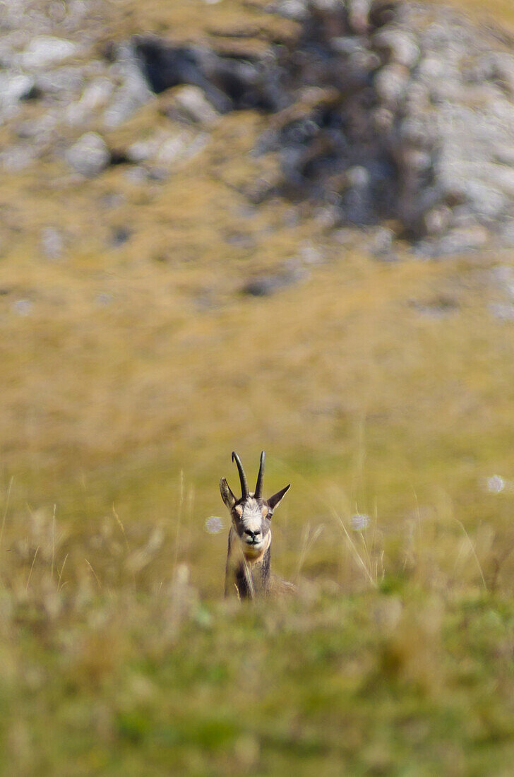 A chamois between the grass of a pasture, in autumn time, Soana Valley, Piedmont, Gran Paradiso National Park