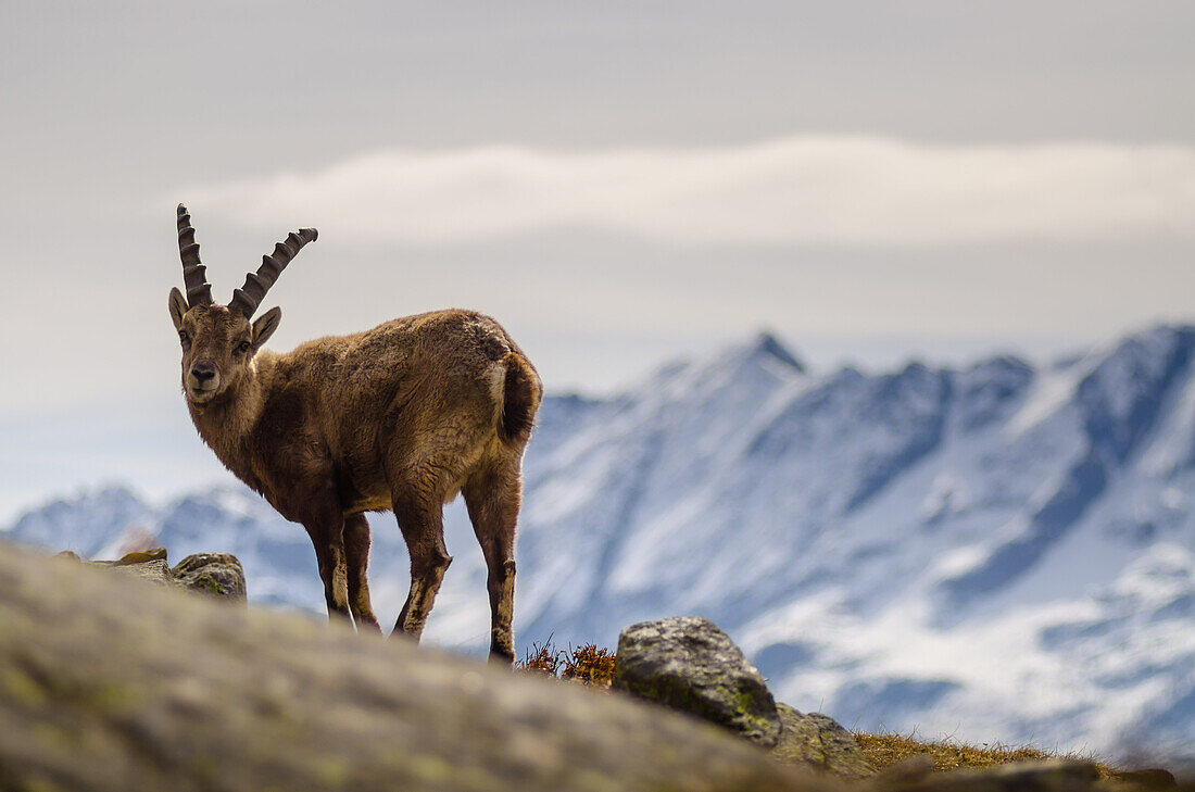 A young ibex in his habitat, Orco Valley, Gran Paradiso National Park, Piedmont