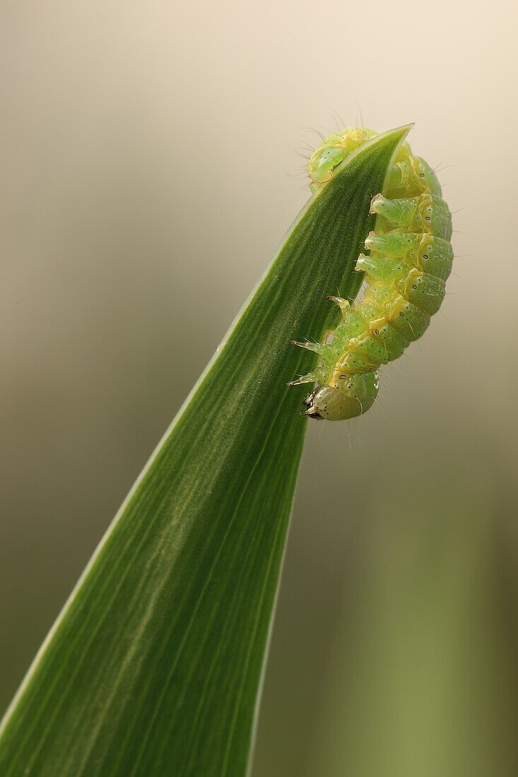 Green caterpillar in my mother garden in Bergeggi, Liguria.