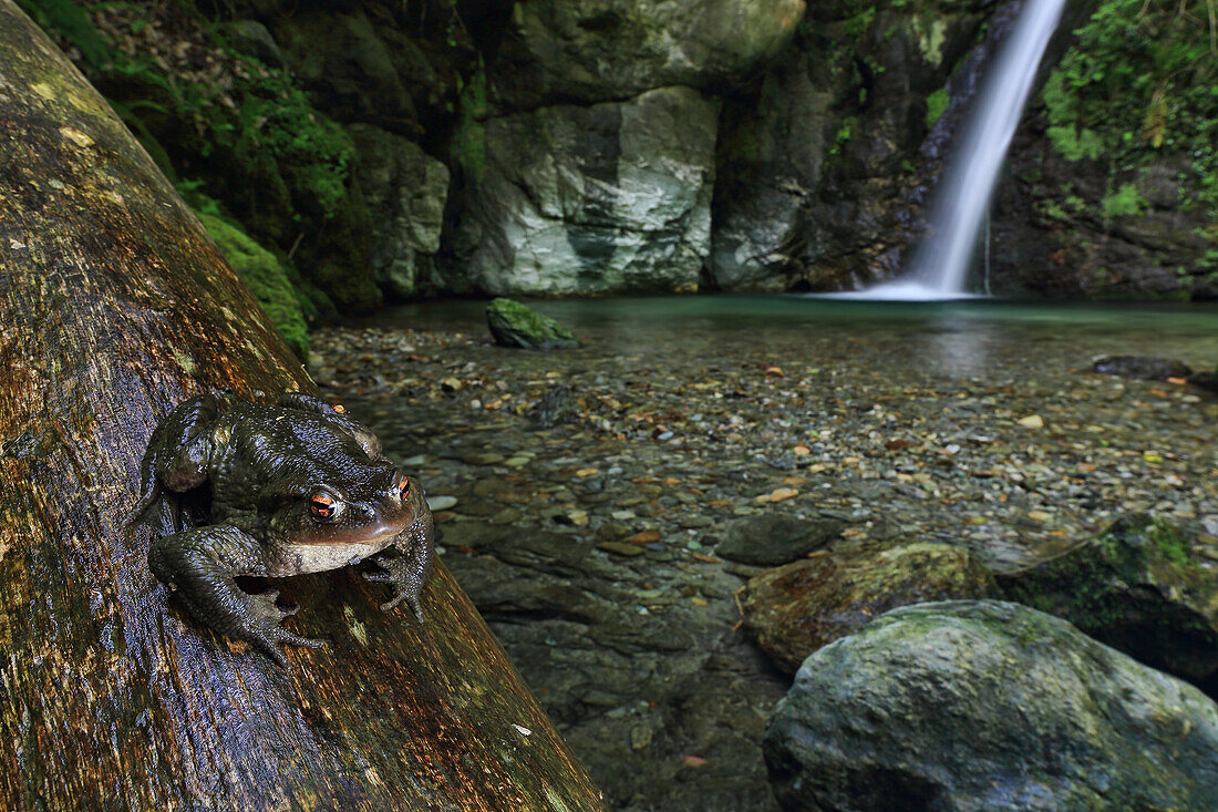 Common Frog, Savona, Liguria, Italy