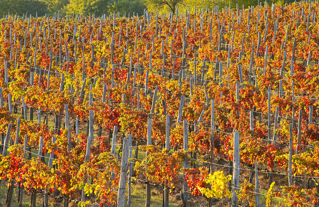 Rows of vines in autumn , Valtellina