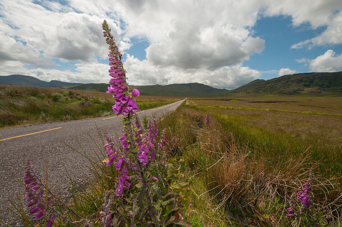 Digitalis Purpurea flower along an inner straight road in the Ring of Kerry, Ireland