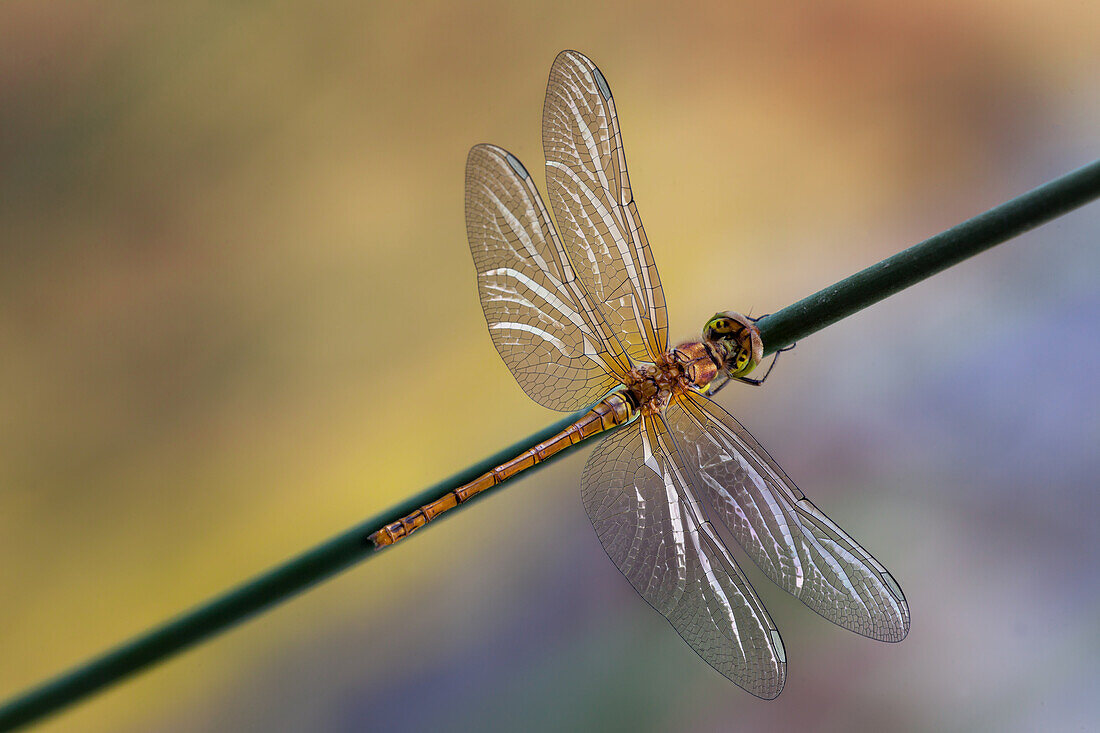 Sympetrum striolatum on the stem, two-tone background