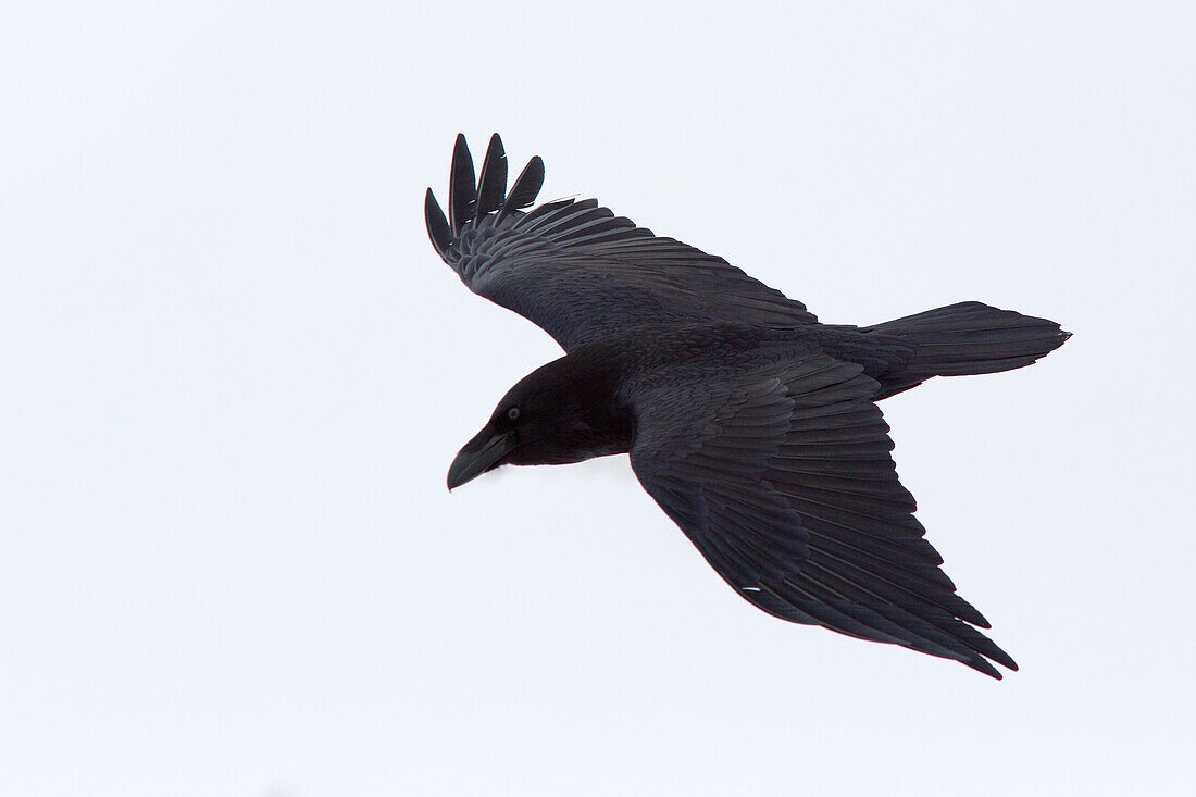 Raven in fly