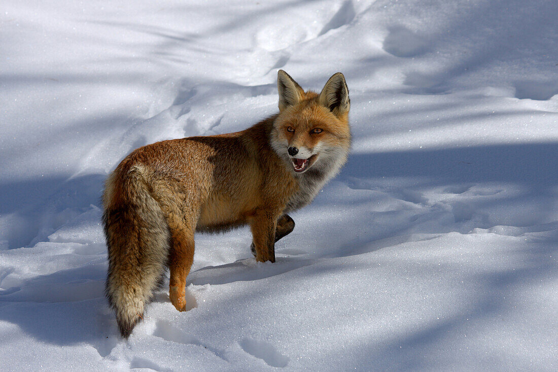 Red fox in the park of Gran Paradiso on a cold winter day