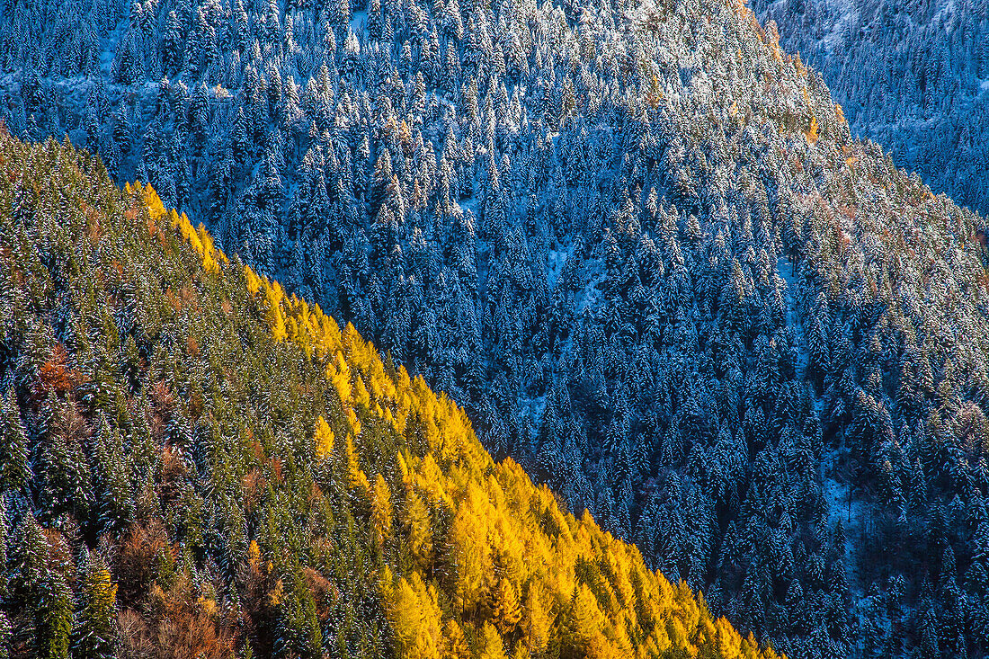 An early snowfall painting the landscape in the Albaredo Valley of Bitto in the Orobian alps, Alps, Valtellina, Sondrio, Lombardy, Italy.