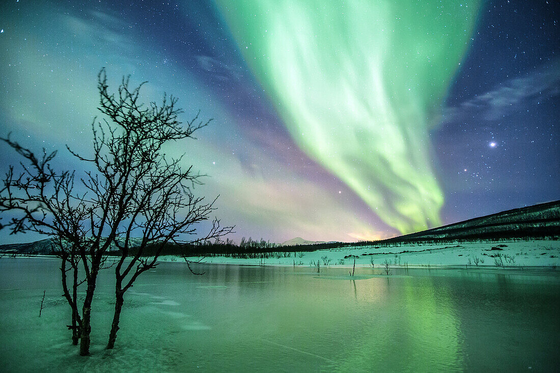 An amazing Aurora Borealis painting the Norwegian sky during a cold winter night, Svensby, Tromsoe region, Lyngen alp, Norway.