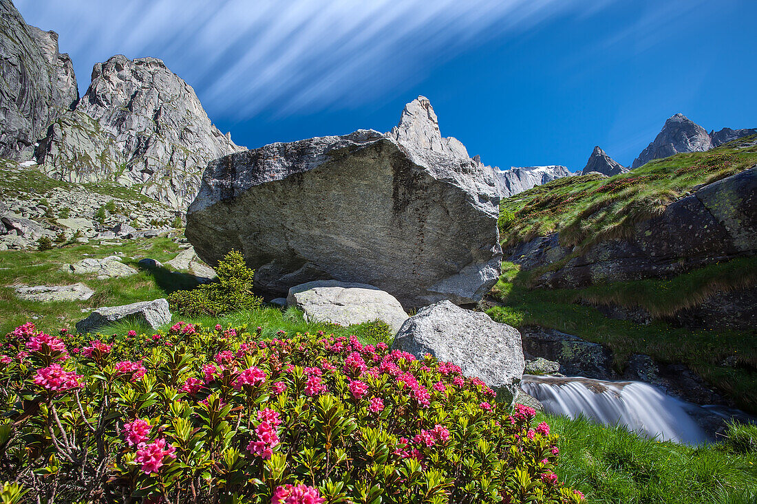 Summer bloom of rododendri in high Torrone valley. In the background the Luigi Amedeo peak, Valmasino, Alps, Valtellina, Sondrio, Lombardy, Italy.