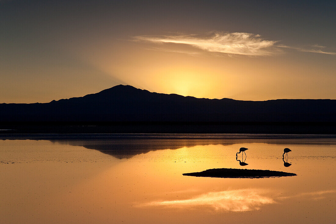 Flamingos in the lagoon Chaxa Salar De Atacama at sunset, Chile