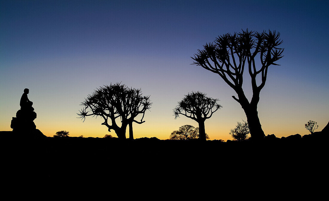 The silhouette of the Faretra trees at the sunset in the Kookerboom Forest , Namibia, Africa.