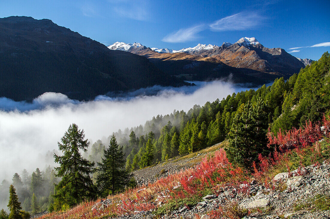 The many autumn colors of the mountain range in Engadin emerging from the fog, Engadin, Swiss Canton Graubuenden, Switzerland