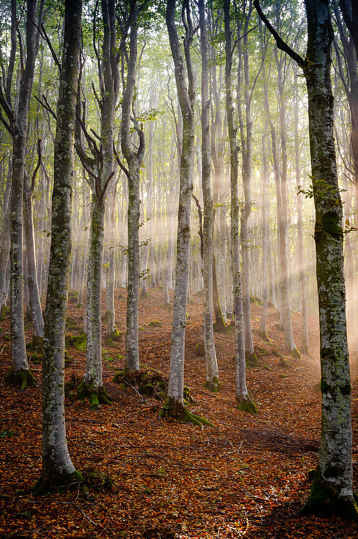 Autumn in the Casentino forest, Cosentino National Park.