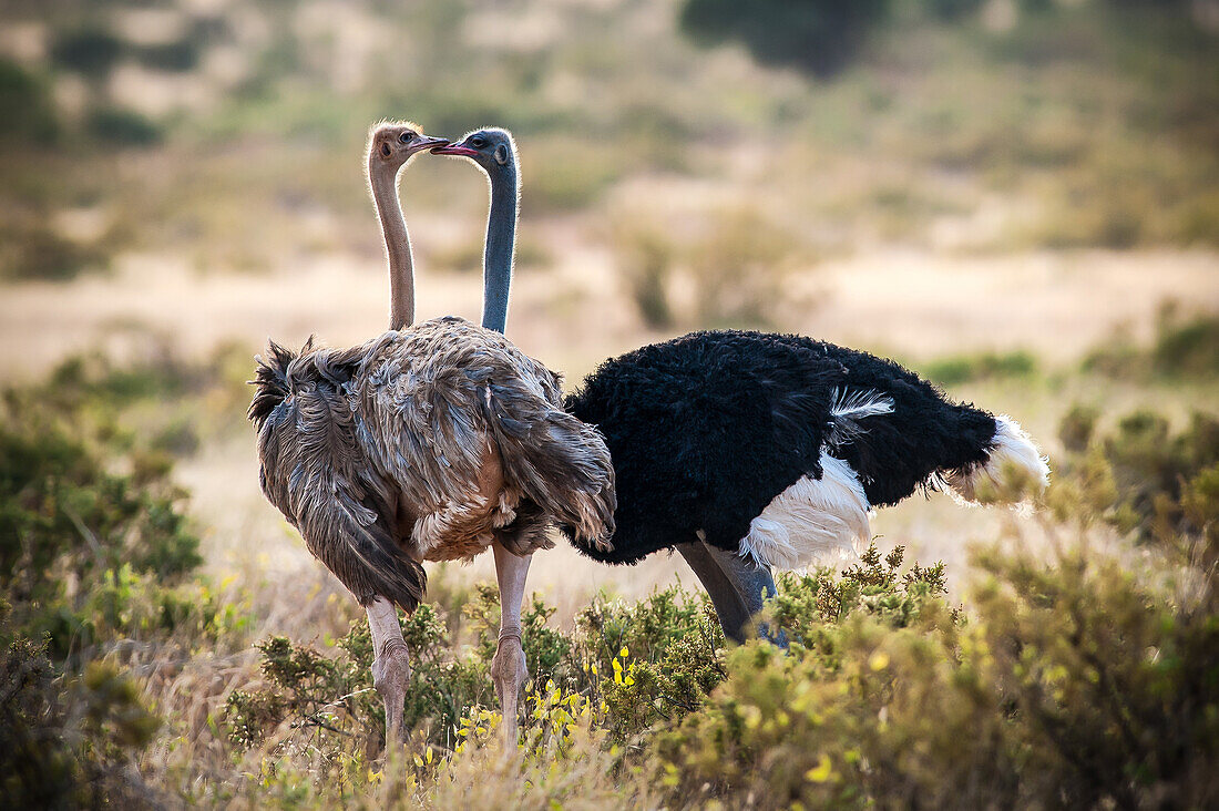 A pair of Ostriches Somalis in Samburu National Reserve. Kenya
