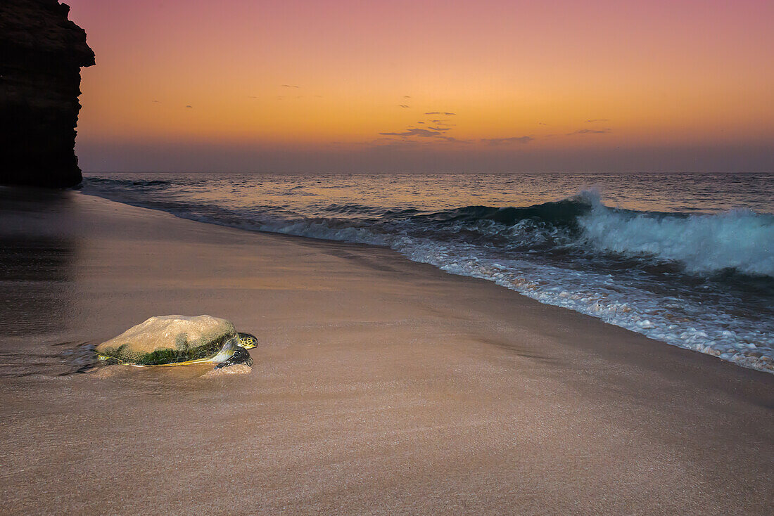 green turtle returning to sea after laying eggs in Ras Al Jinz Turle Reserve.