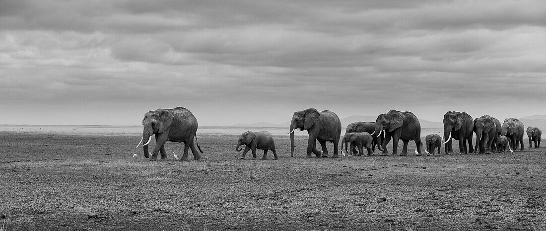 A family of elephants walking in the park Amboseli Kenya