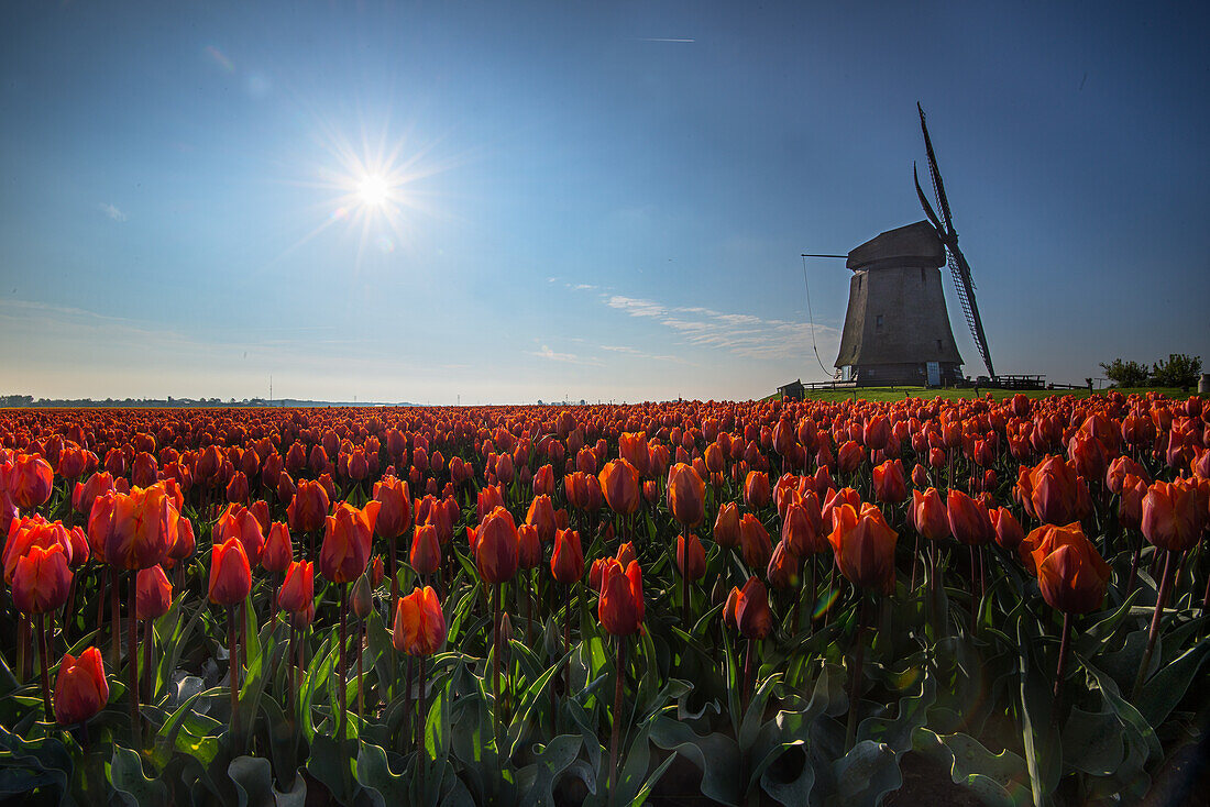 Taking a field of tulips against the light. In the background you can see a windmill, The Netherlands