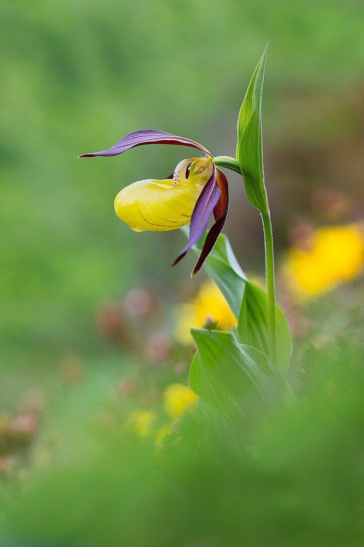 The Cypripedium calceolus, also called lady's slipper, is one of the most beautiful orchids