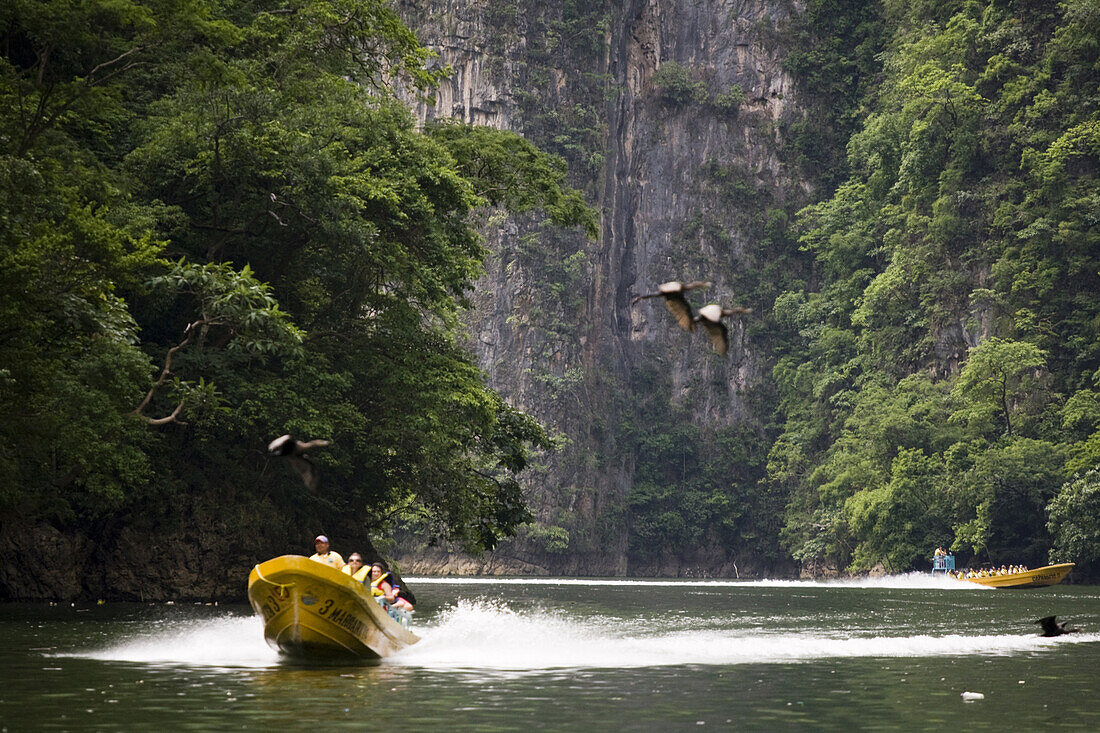 Boat tours take visitors through Sumidero Canyon, a popular tourist destination in Chiapas state, Mexico on June 26, 2008. Lush limestone cliffs rise up to 1000 m 3300 ft, above the Grijalva River as it winds through the dramatic canyon.