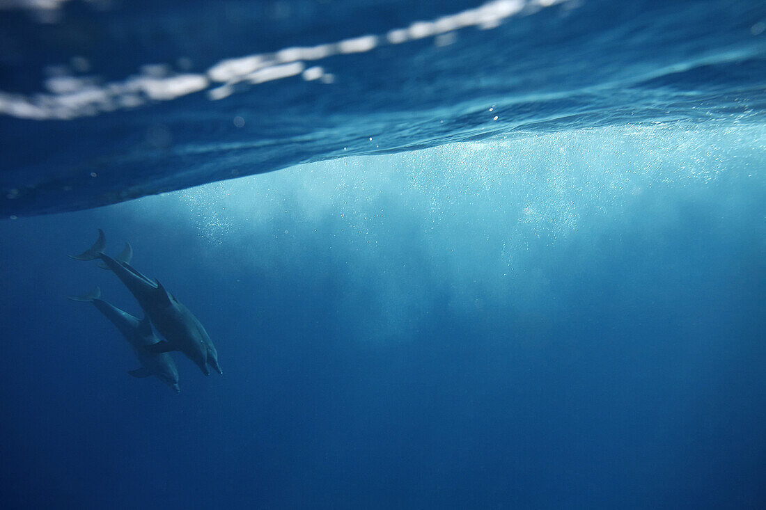 Three Indo Pacific bottlenose dolphins descending in the Red Sea, near Marsa Alam in southern Egypt.