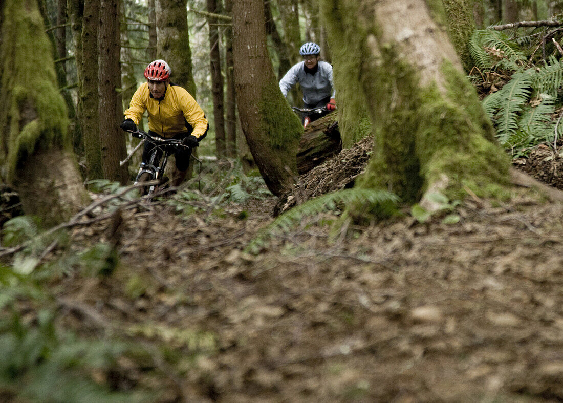 Two mountain bikers dressed in colorful clothing riding the Discovery Trail outside of Port Angeles, Washington.