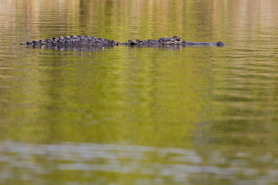An American alligator Alligator mississippiensis, swims partially submerged along the Nine Mile Pond Canoe Trail in Everglades National Park, Florida.