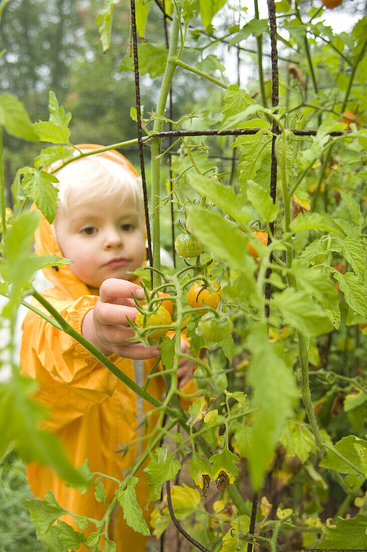 Preschooler reaching out with hand to harvest tomatoes in a garden in the rain, Celo, North Carolina.
