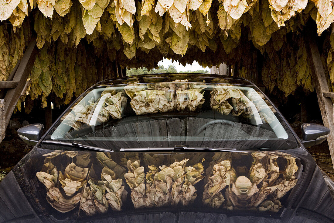 Tobacco leaves hung out to dry in a barn are reflected in a car's glass and chrome surfaces.  September 29, 2008