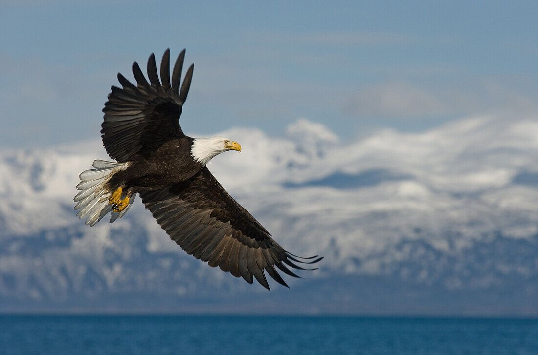 An American Bald Eagle haliaeetus leucocephalus, in flight near Homer, Alaska.