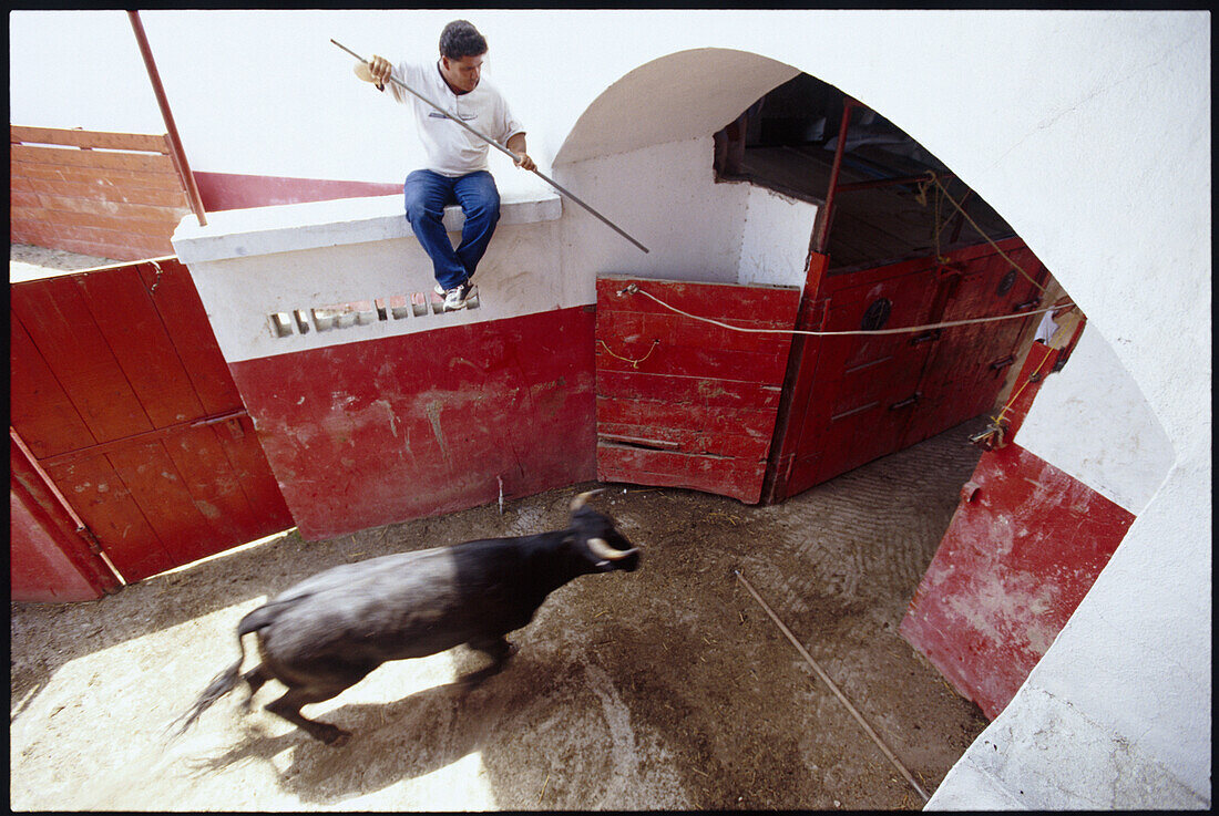 A bullring worker with the help of a long pole and height stays clear as a bull of over 300 kilo's enters the holding pens for the coming afternoons bullfight  at Plaza de Toros in the town of Cadereyta, Nuevo Leon, Mexico.