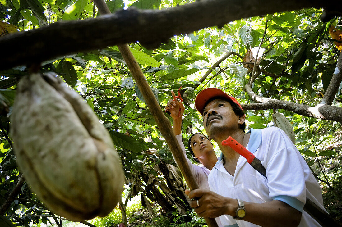 Workers pick cacao pods Theobroma cacao, among lush, green trees and vegetation in Choroni, Venezuela.