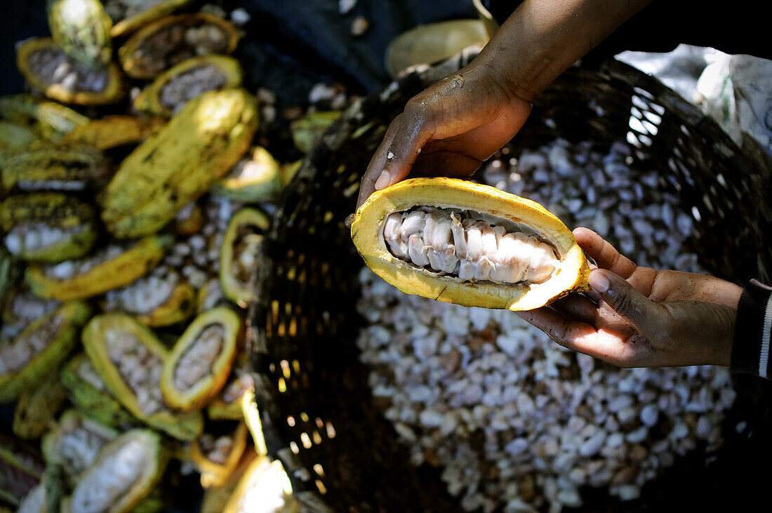 A worker scoops beans out of cacao pods at the Monterosa plantation on March 27, 2009 in Choroni, Venezuela. Cacao is a high-quality bean used to make fine chocolate coveted in Europe and the United States. The cacao from this region of Venezuela is so de