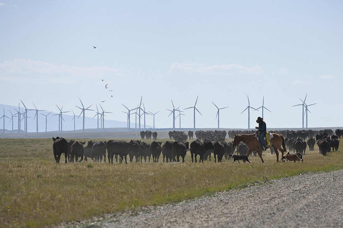 A Wyoming cowboy herds cattle on a wind farm near Laramie Wyoming.
