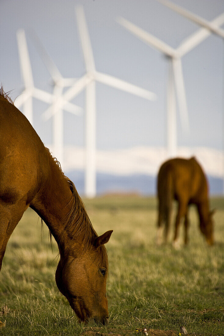 Horses grazing below wind turbines at a wind farm in Southern Wyoming.